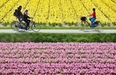 Uk experience in netherlands
