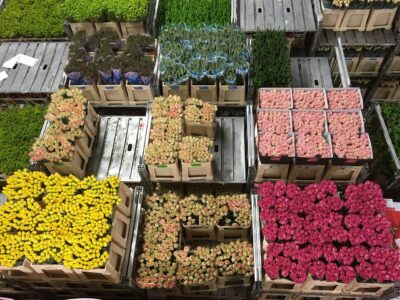 tulip season is busy season