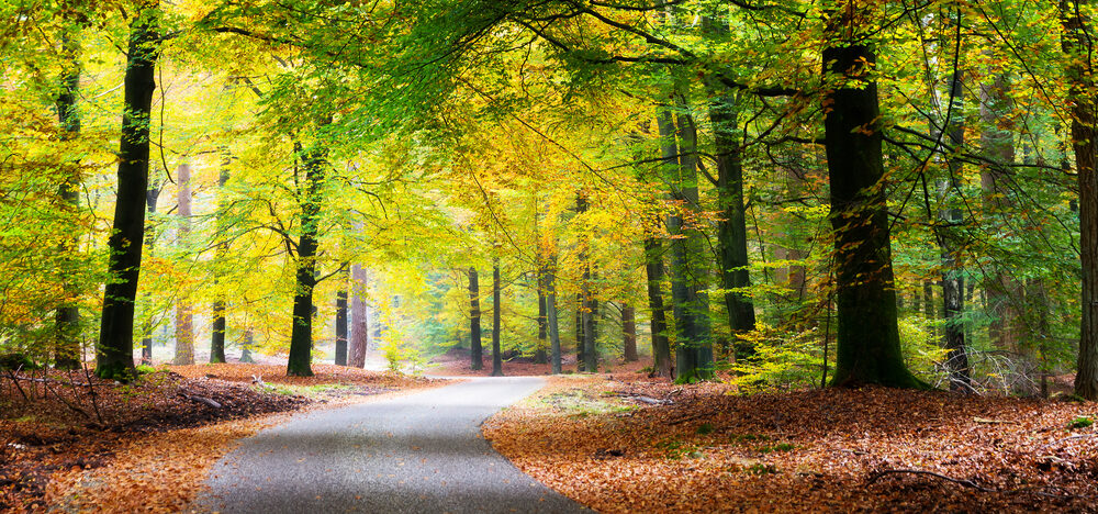 Beautiful road through the forest in autumn in Veluwe region the Netherlands