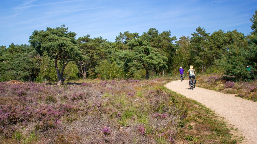 Cycling tourists in National Park Veluwe heat Netherlands