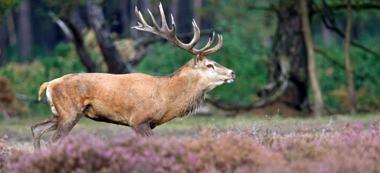 The rut in National Park Hoge Veluwe