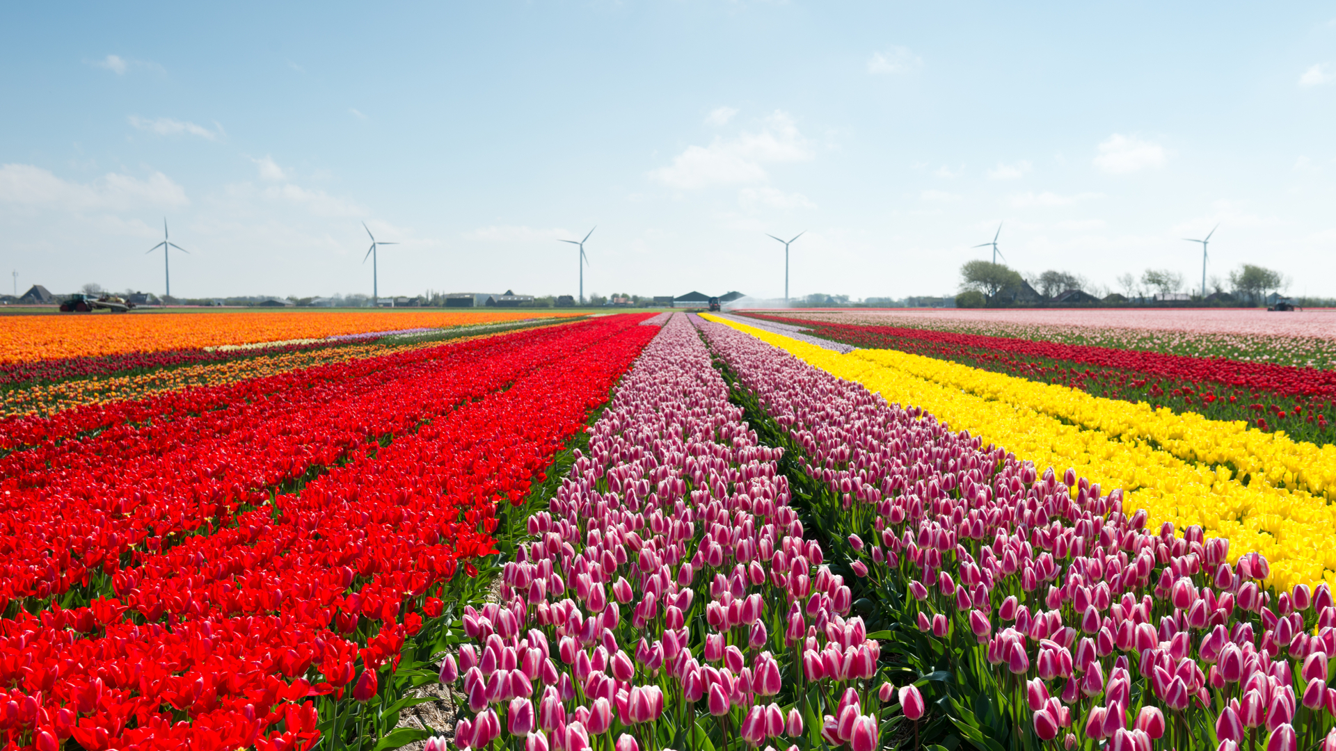 mixed color tulip fields