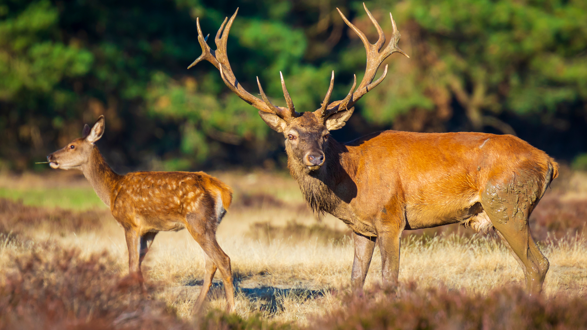Red Deer heat purple Veluwe